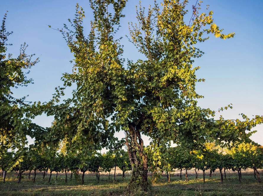 Azienda Agricola Le Thadee Srl