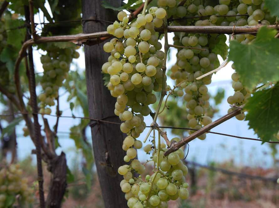 Antiche Cantine Migliaccio Ponza Latina