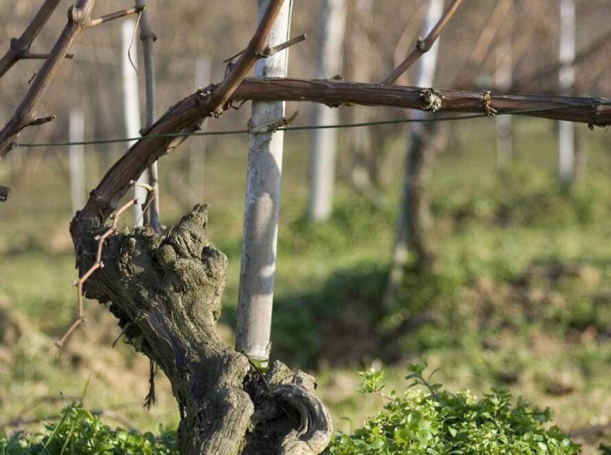 Poderi Marcarini Cuneo