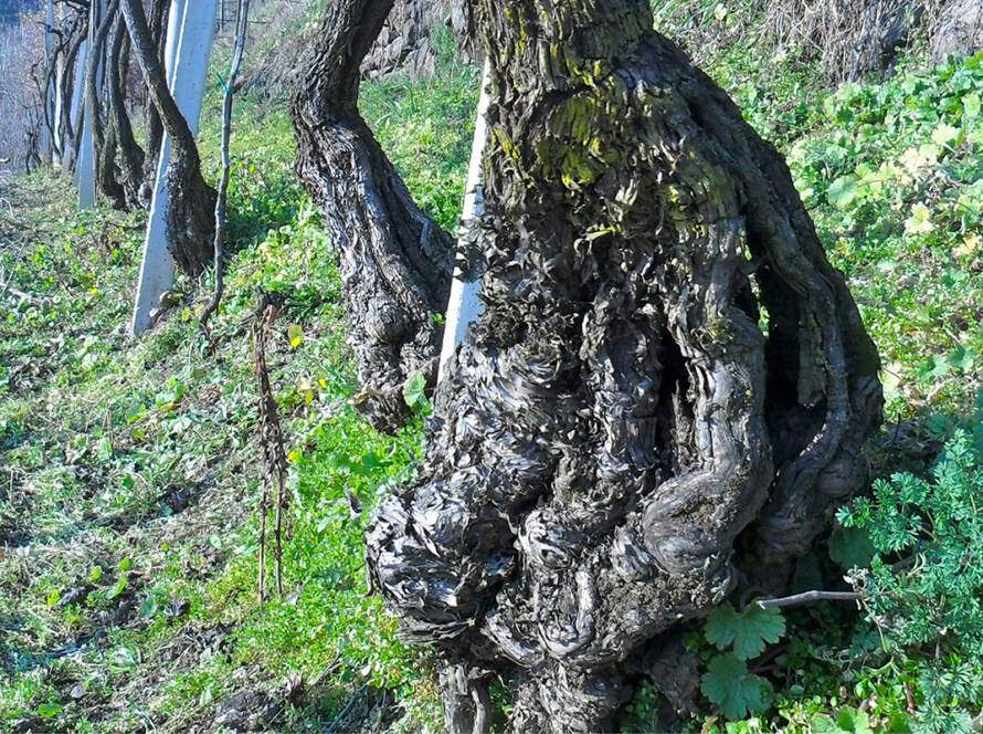 Azienda Agricola Le Battistelle (VR)