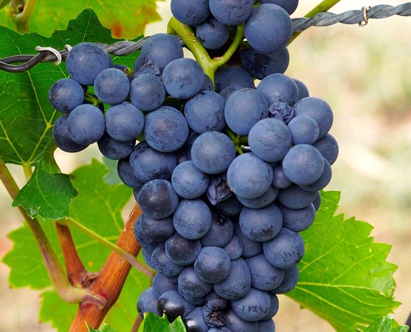 Vigneti a piede franco in Italia, Viticoltura a Piede Franco, Vigne a Piede Franco